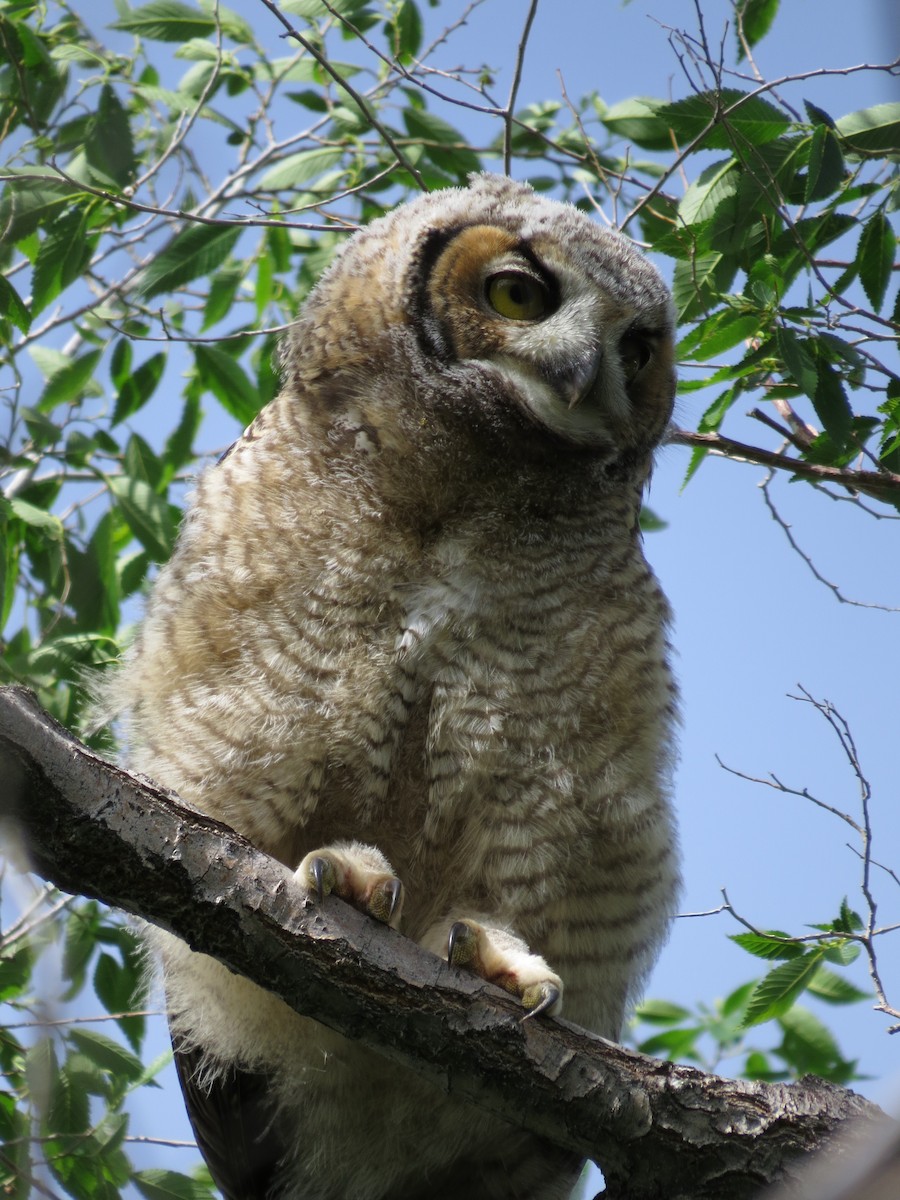 Great Horned Owl - ML89501781