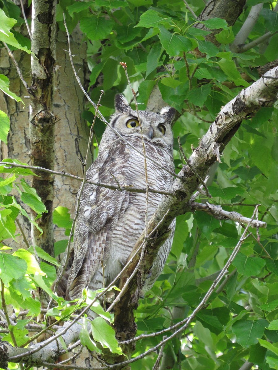 Great Horned Owl - ML89501811