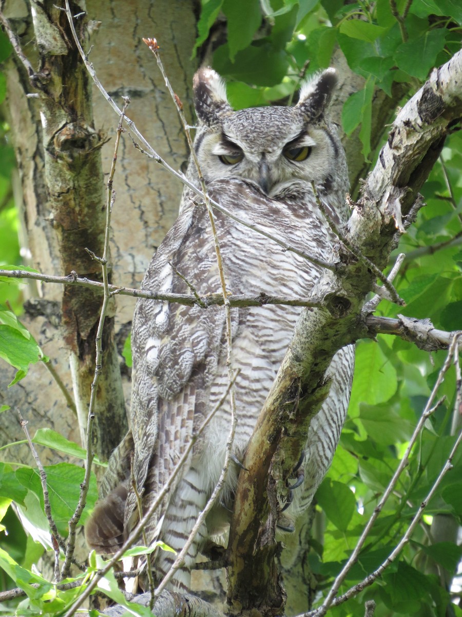 Great Horned Owl - ML89501831