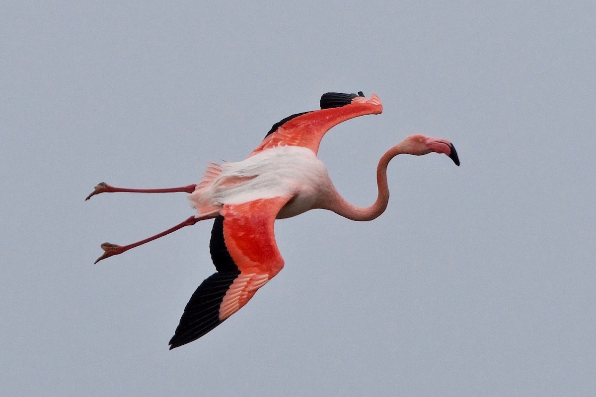 Greater Flamingo - ML89503511