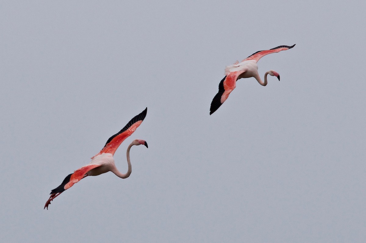 Greater Flamingo - ML89503521