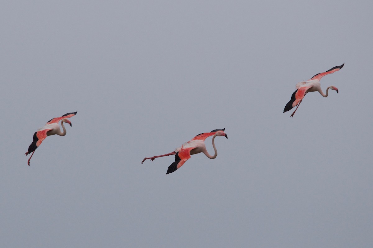 Greater Flamingo - ML89503571