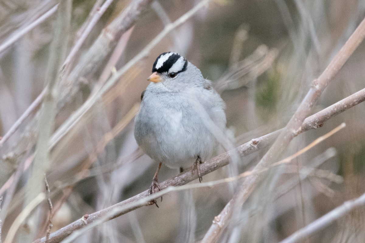 White-crowned Sparrow - ML89504911