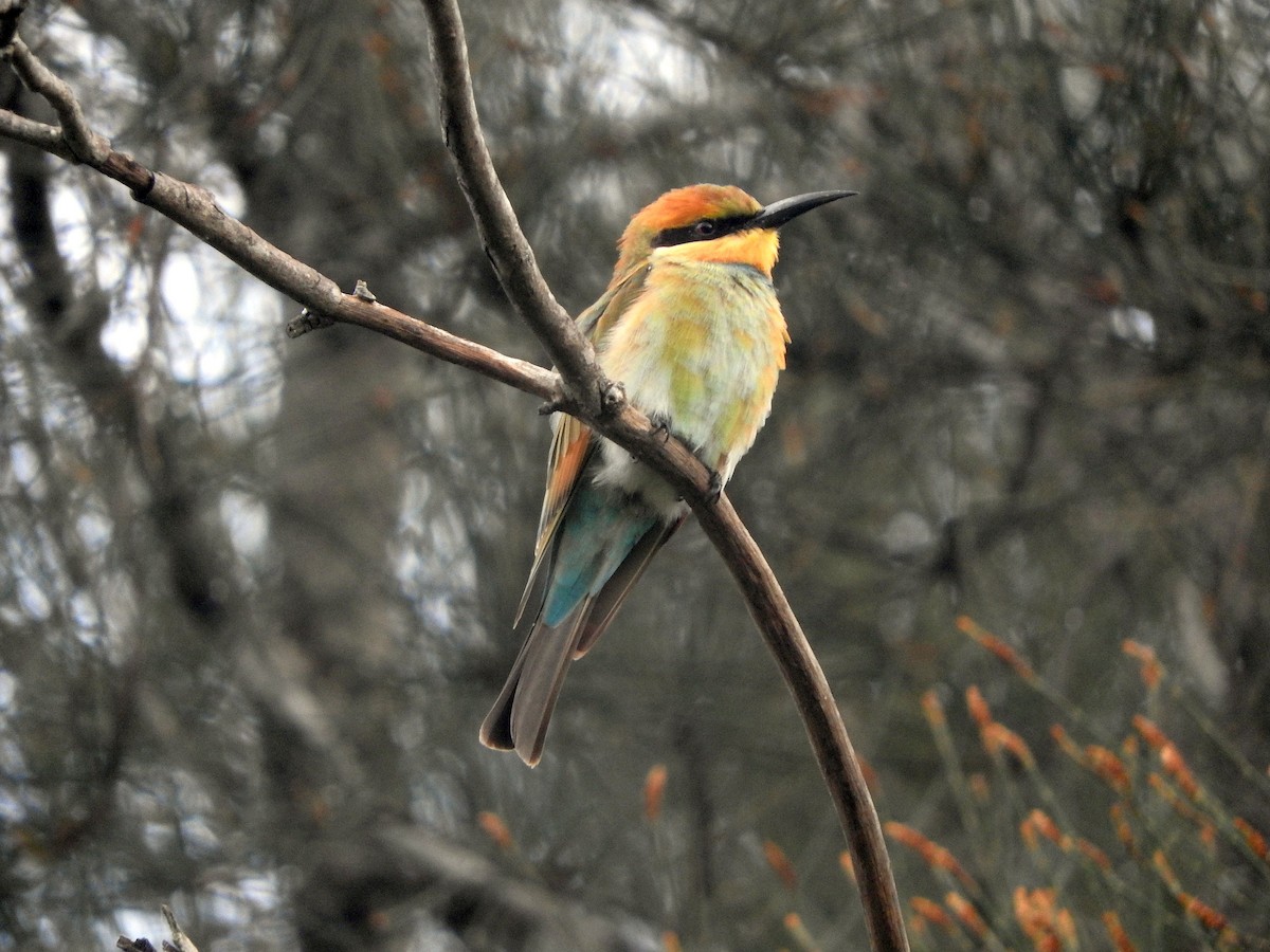 Rainbow Bee-eater - Chris Burwell