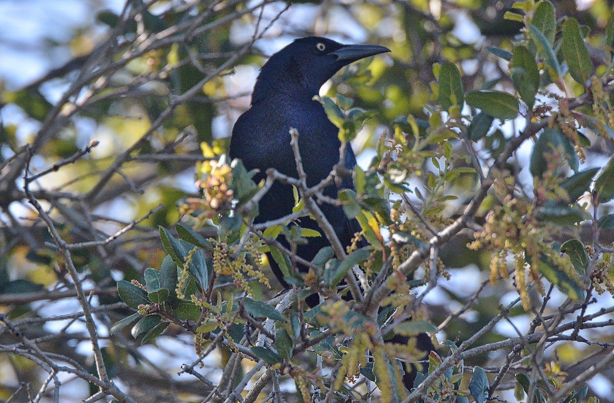 Great-tailed Grackle - ML89509951