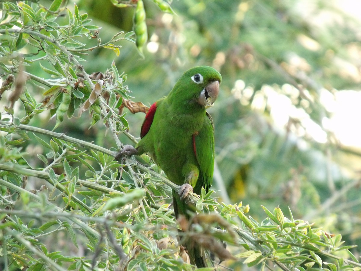Hispaniolan Parakeet - Steve Charbonneau