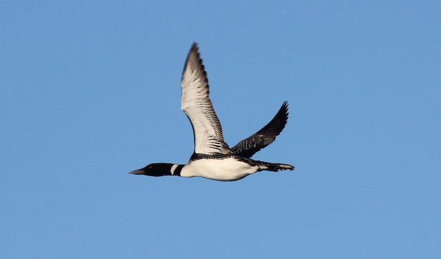 common loon flying