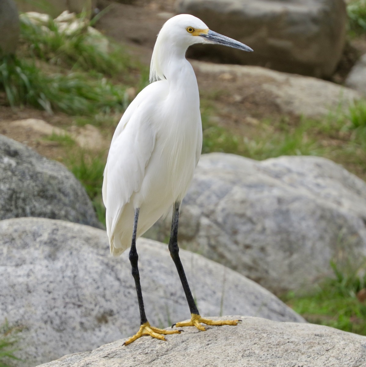 Snowy Egret - Terry Hill
