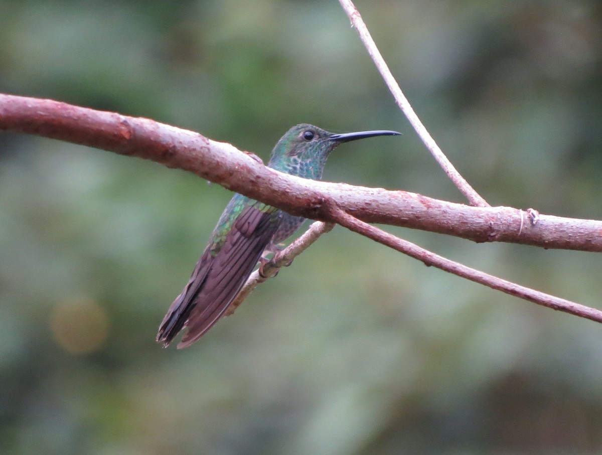 Scaly-breasted Hummingbird - Karen Halliday