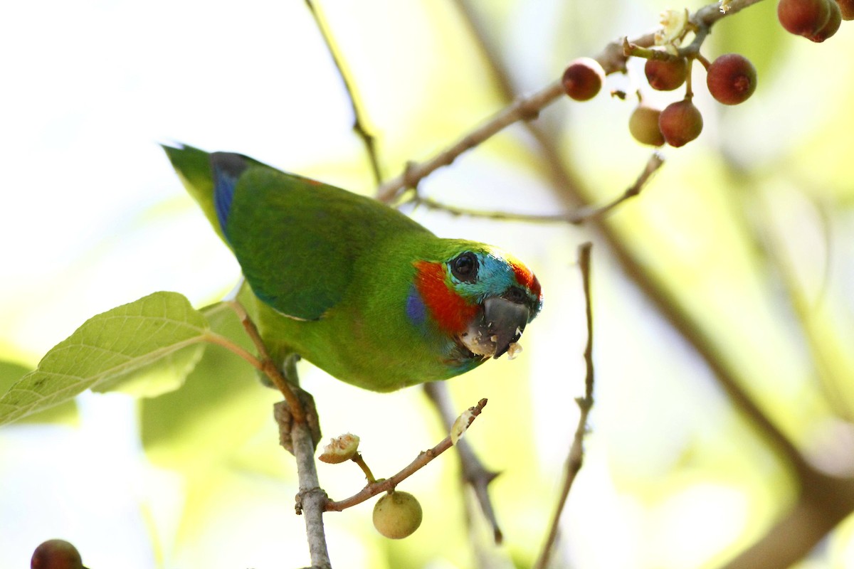 Double-eyed Fig-Parrot - Gus  Go