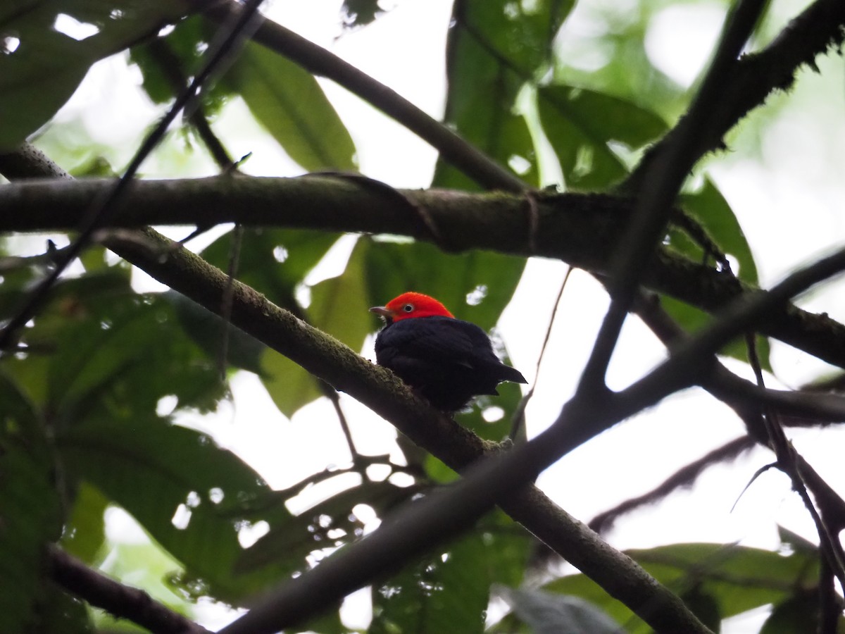 Red-capped Manakin - Kelly Siderio