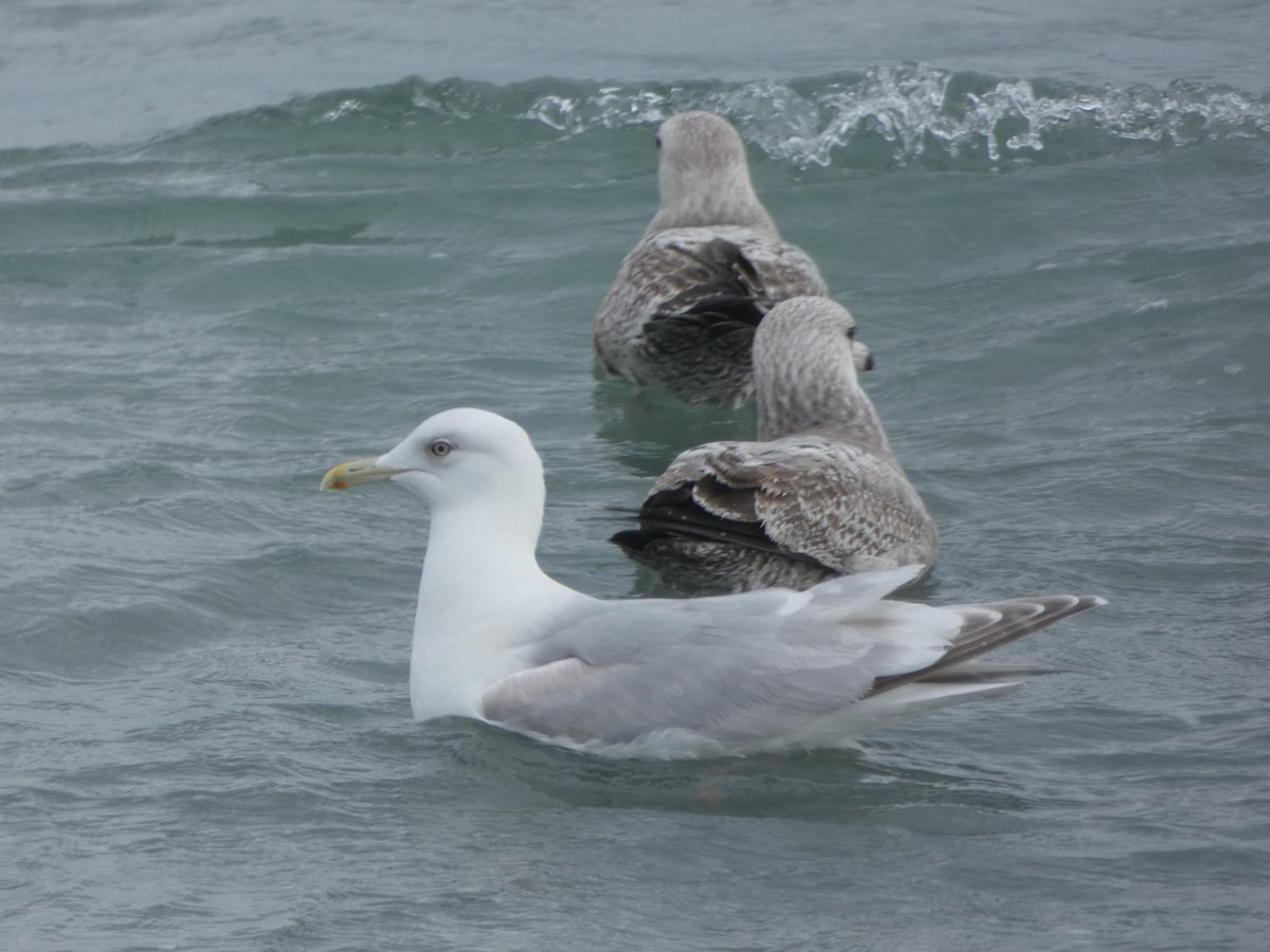 Iceland Gull (kumlieni/glaucoides) - Jelmer Poelstra