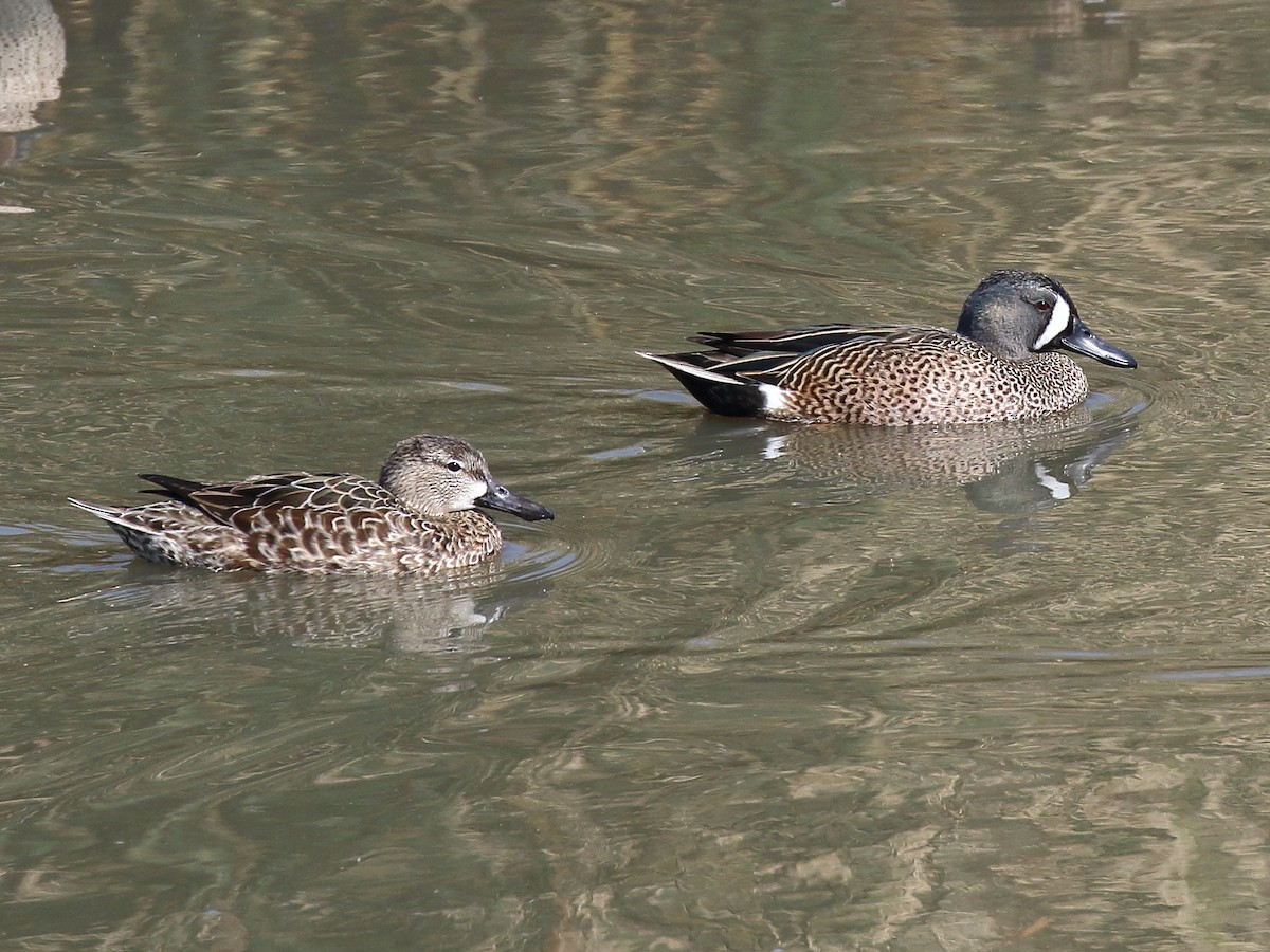 Blue-winged Teal - ML89529011