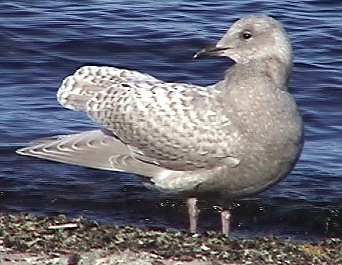 Iceland Gull (kumlieni) - ML89531181