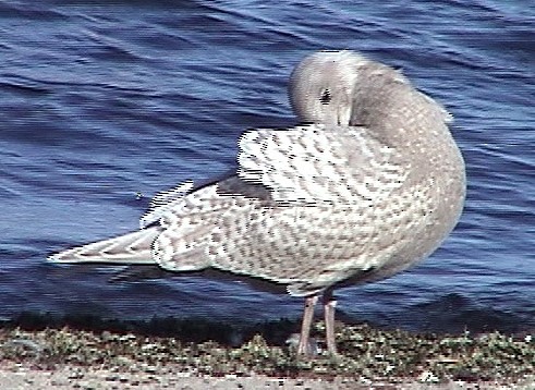 Iceland Gull (kumlieni) - Richard Klauke