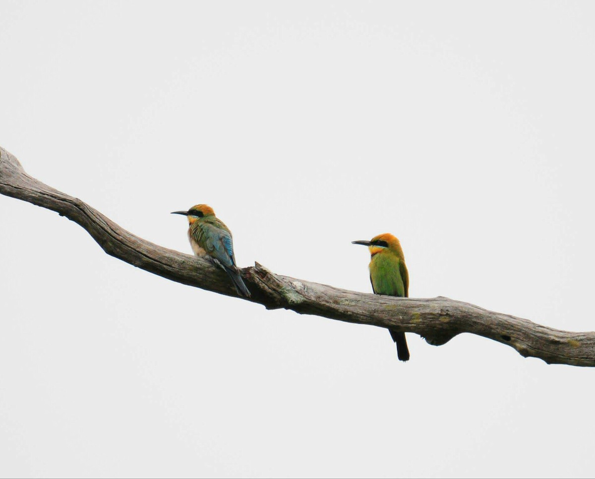 Rainbow Bee-eater - Gus  Go