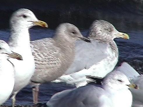 Iceland Gull (kumlieni) - ML89531331