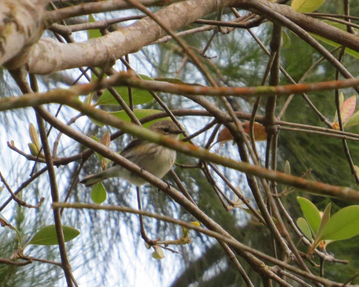 Yellow-rumped Warbler (Myrtle) - ML89531481