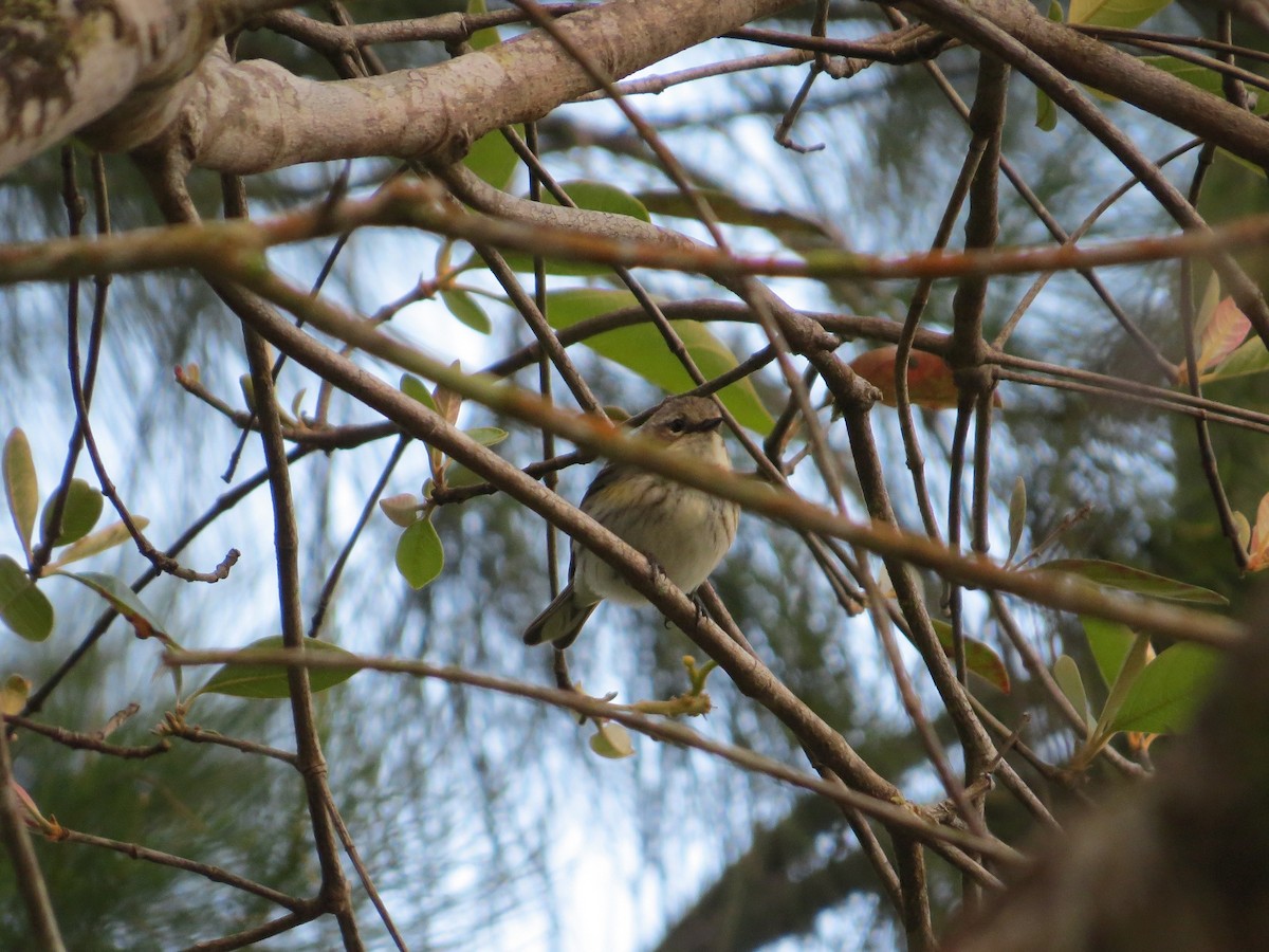 Yellow-rumped Warbler (Myrtle) - ML89531491
