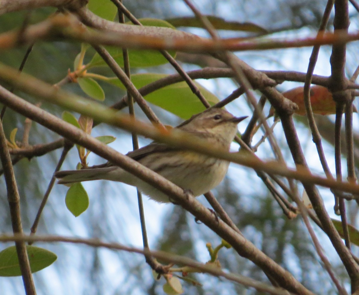 Yellow-rumped Warbler (Myrtle) - ML89531511