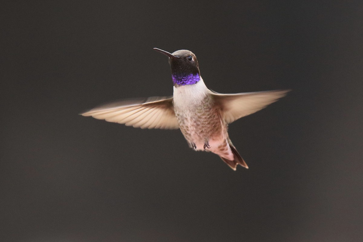Black-chinned Hummingbird - Tony Battiste