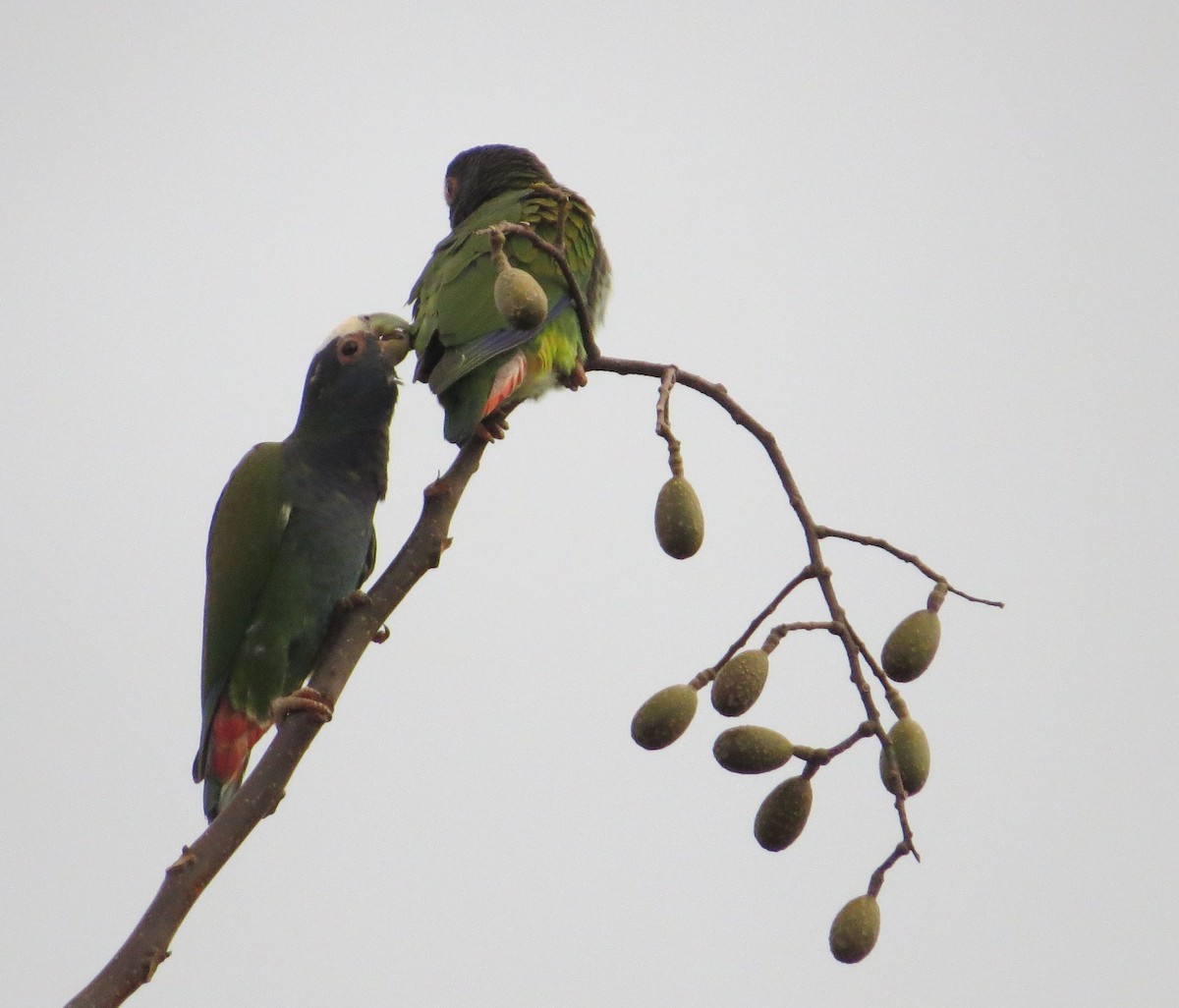 White-crowned Parrot - ML89533851