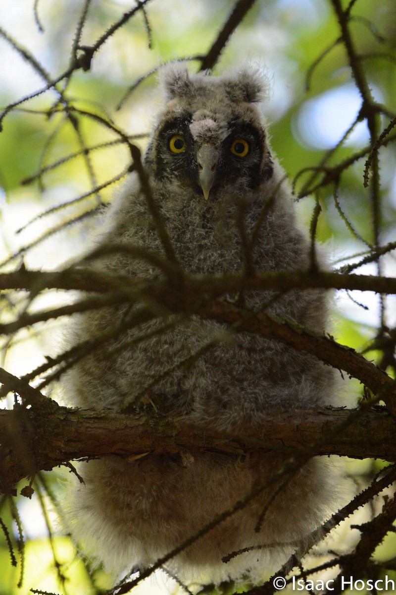 Long-eared Owl - Isaac Hosch