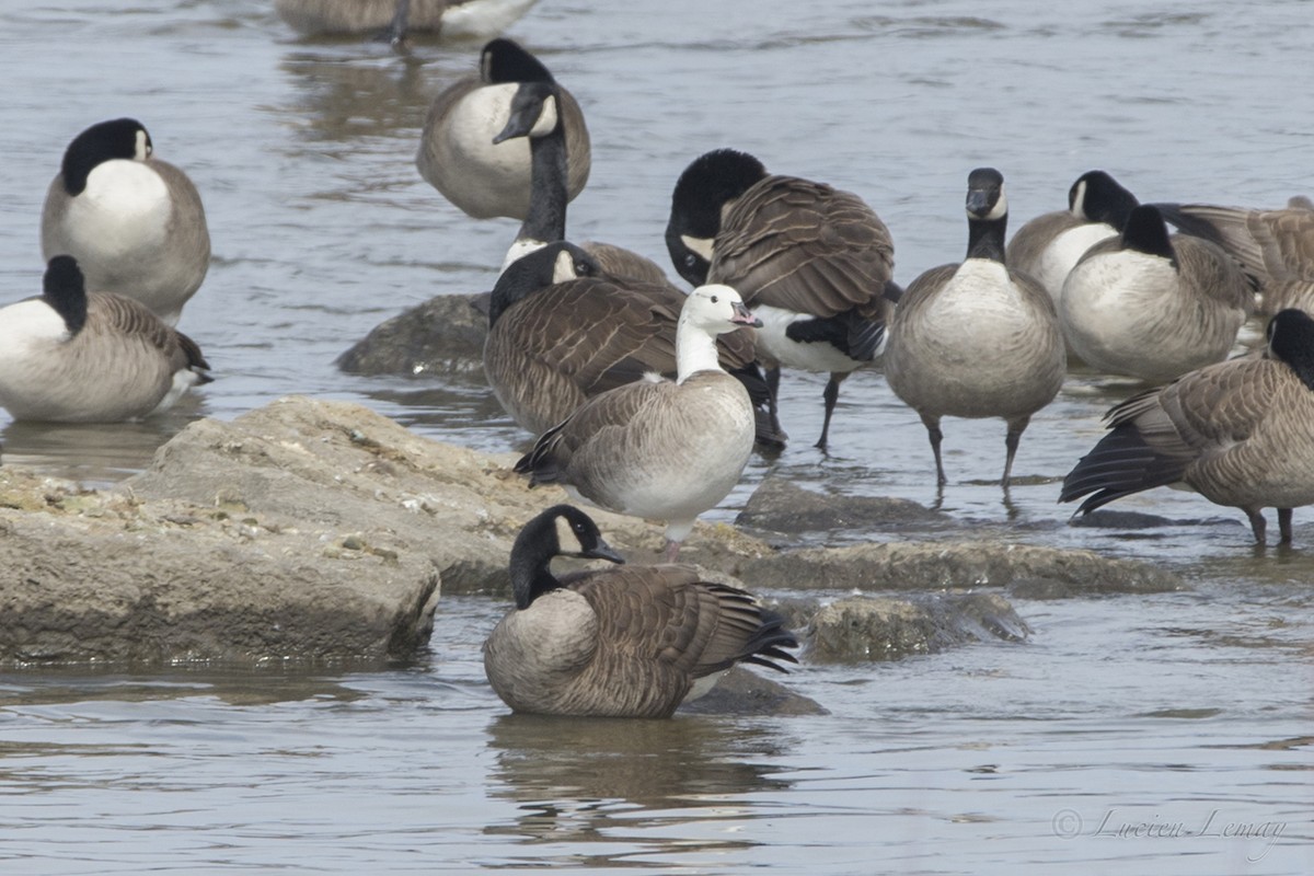 Snow x Canada Goose (hybrid) - Lucien Lemay