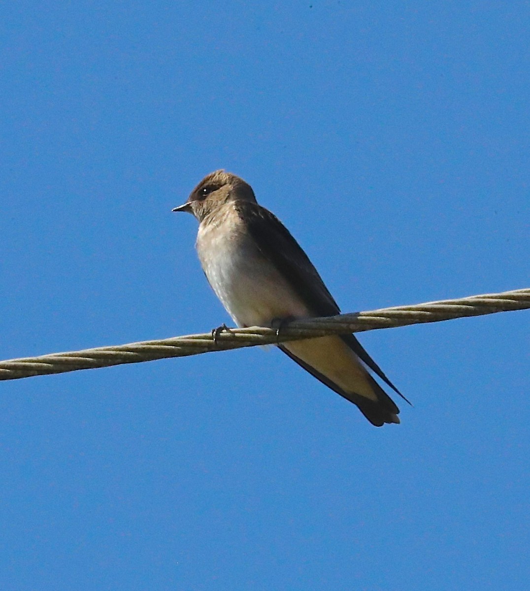 Northern Rough-winged Swallow - ML89541041