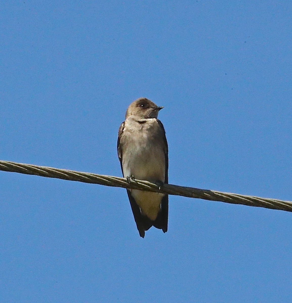Northern Rough-winged Swallow - Charles Lyon