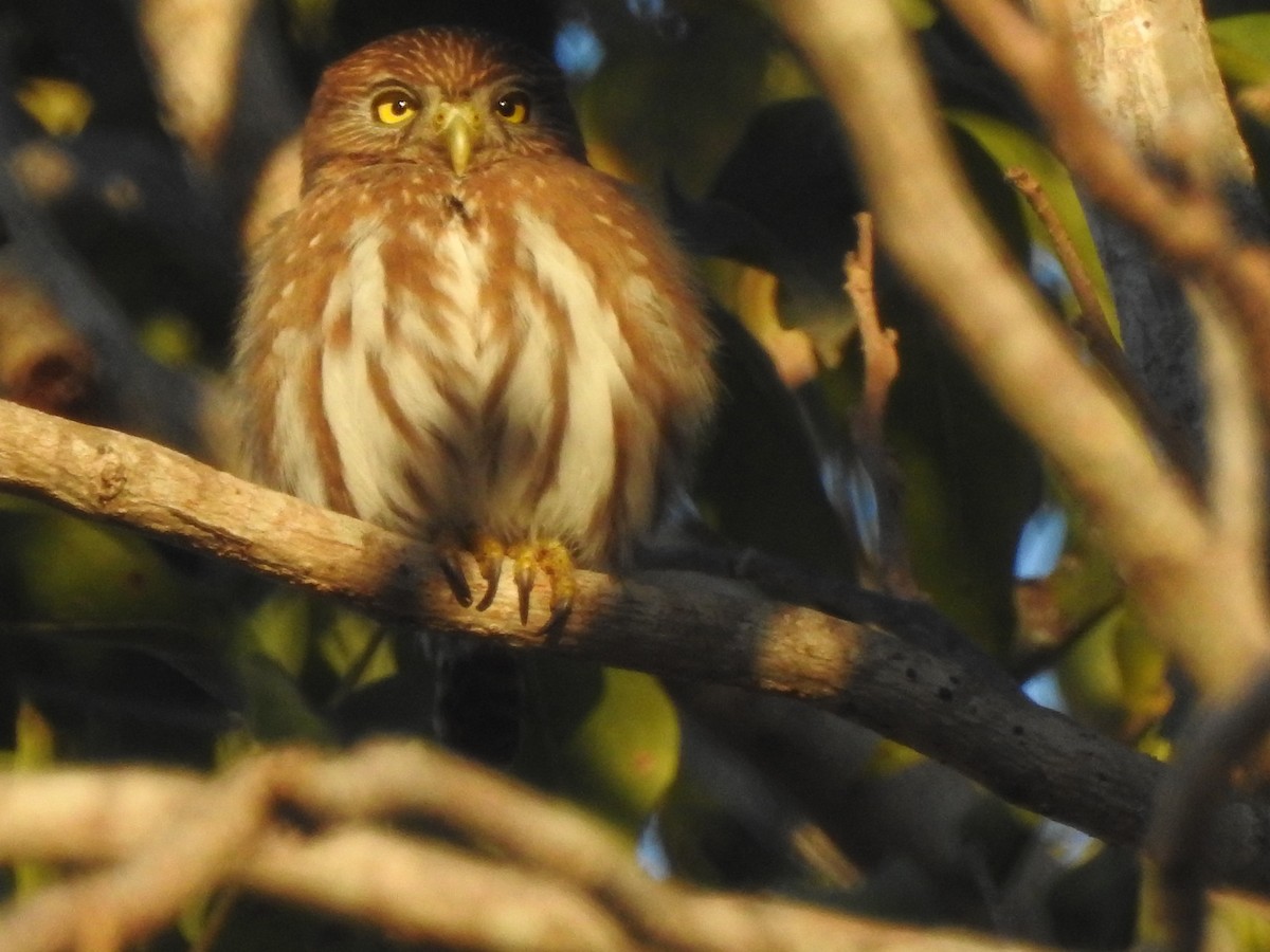 Ferruginous Pygmy-Owl - ML89541941