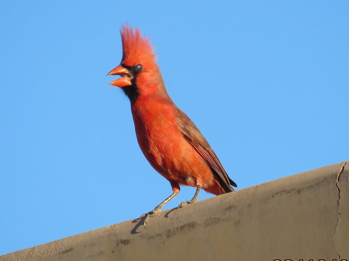 Northern Cardinal - Don Witter