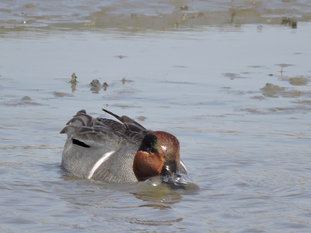 Green-winged Teal - ML89545441