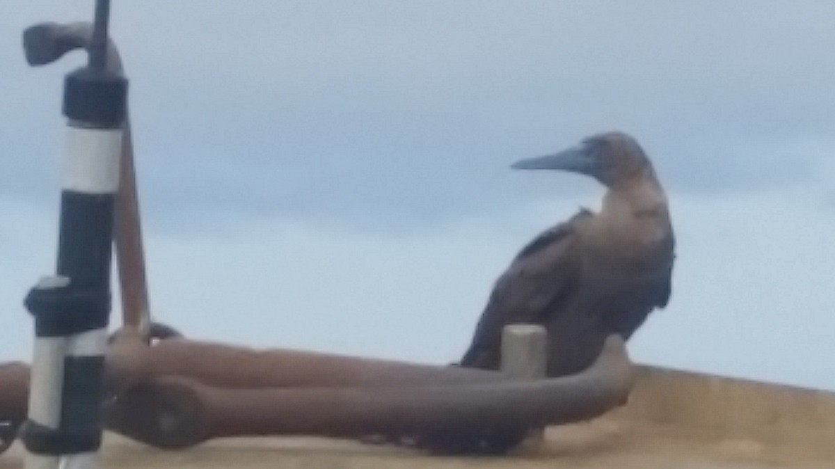 Brown Booby - ML89550891