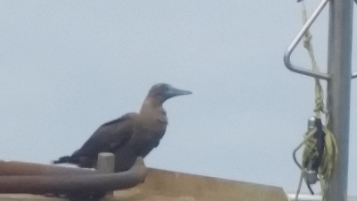 Brown Booby - ML89550901