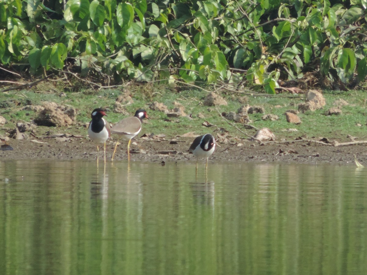 Red-wattled Lapwing - Win Nwe