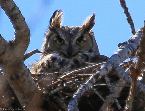 Great Horned Owl - ML89552741
