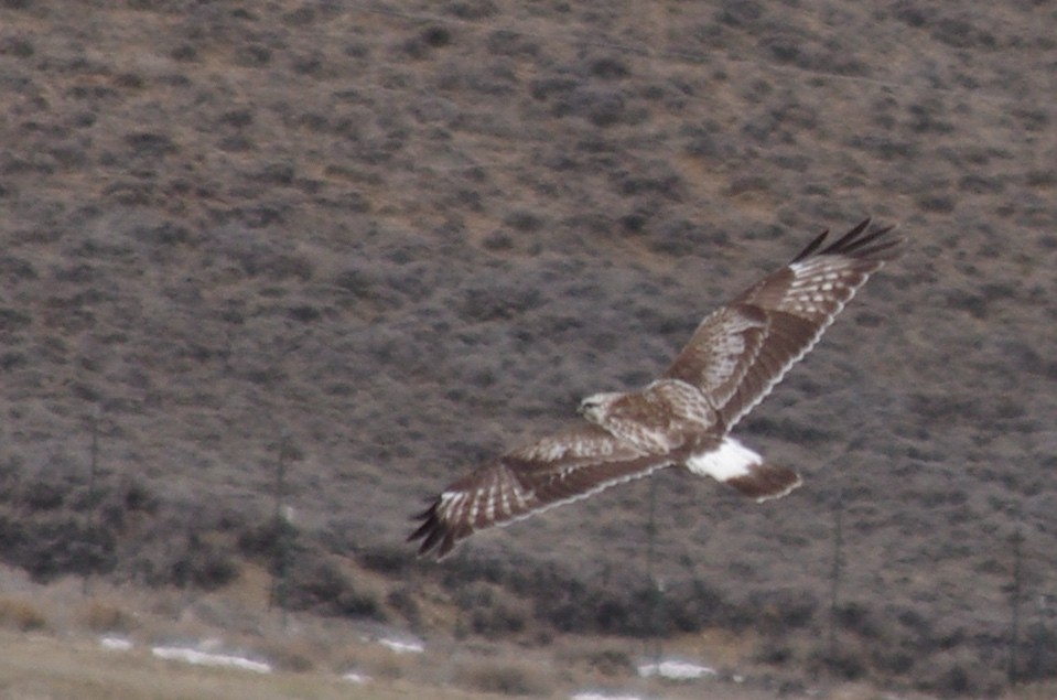Rough-legged Hawk - robert beauchamp