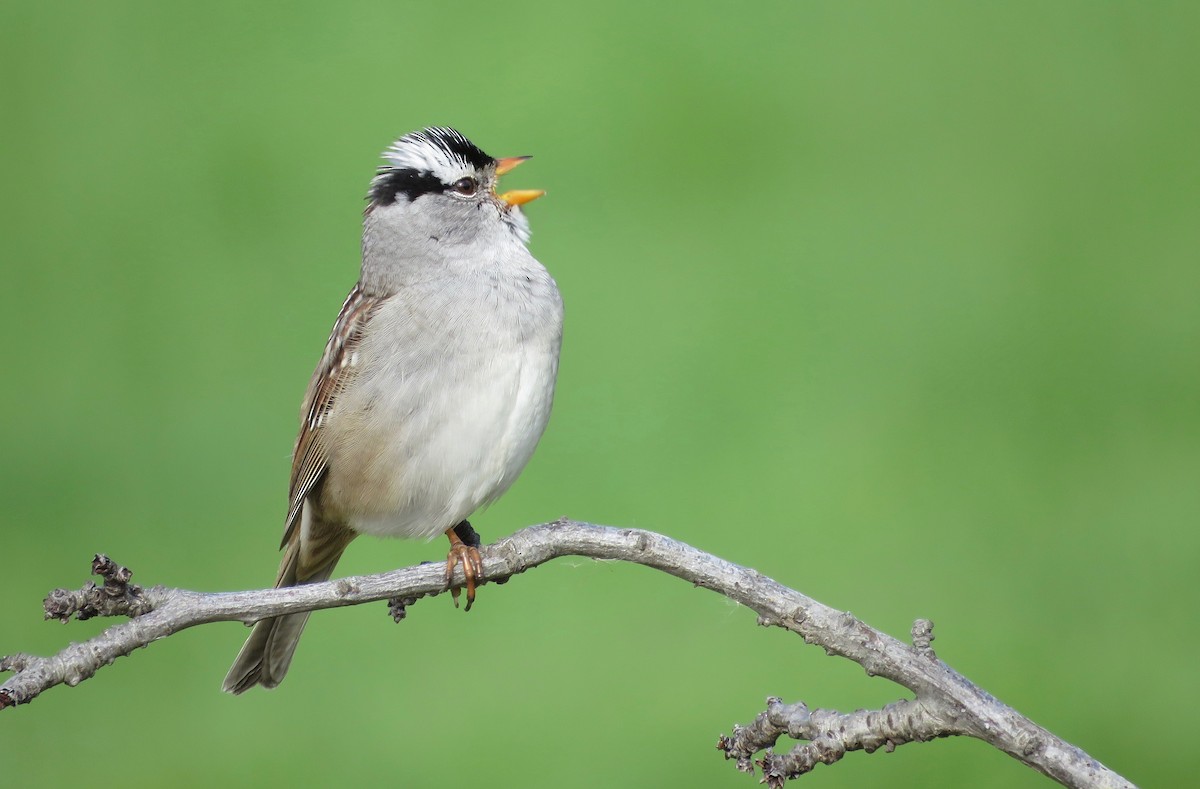White-crowned Sparrow - Kalin Ocaña