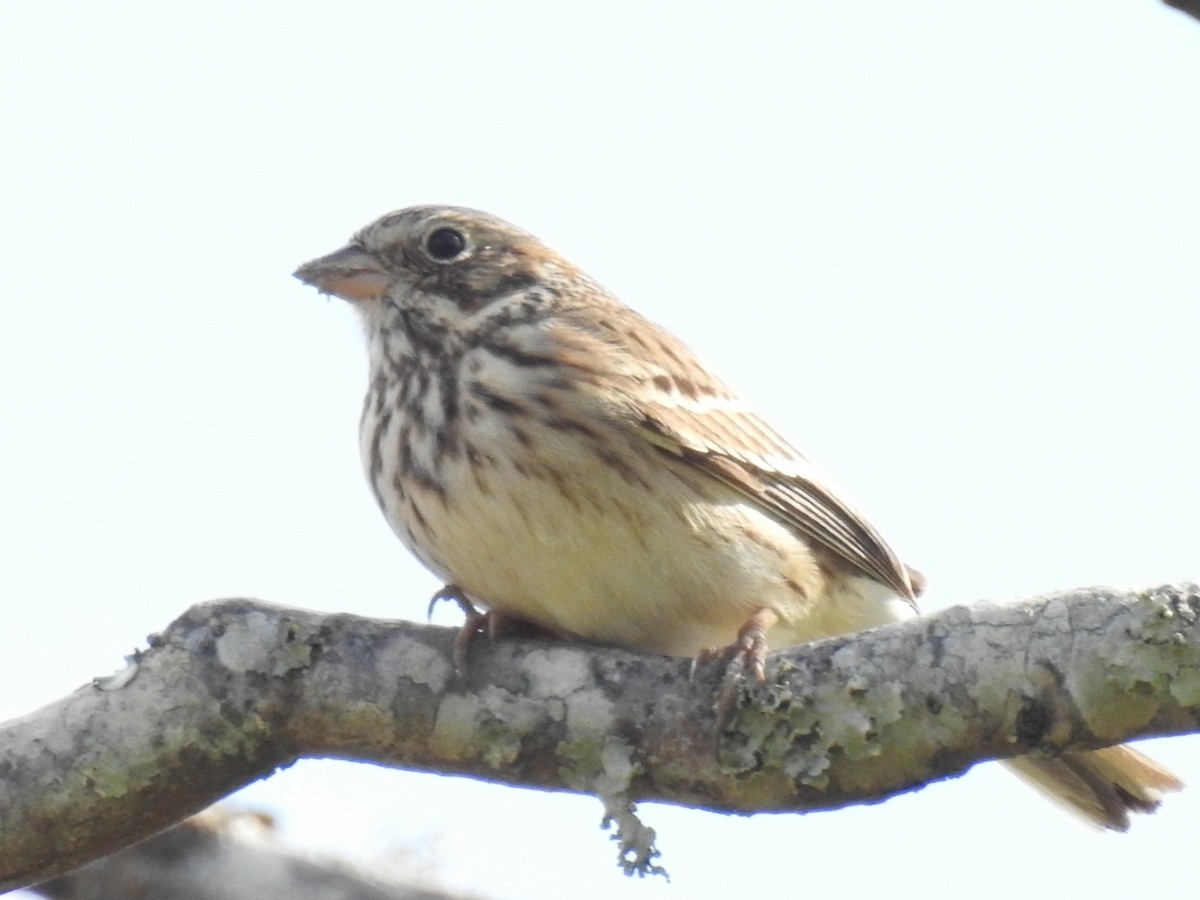 Vesper Sparrow - deborah grimes