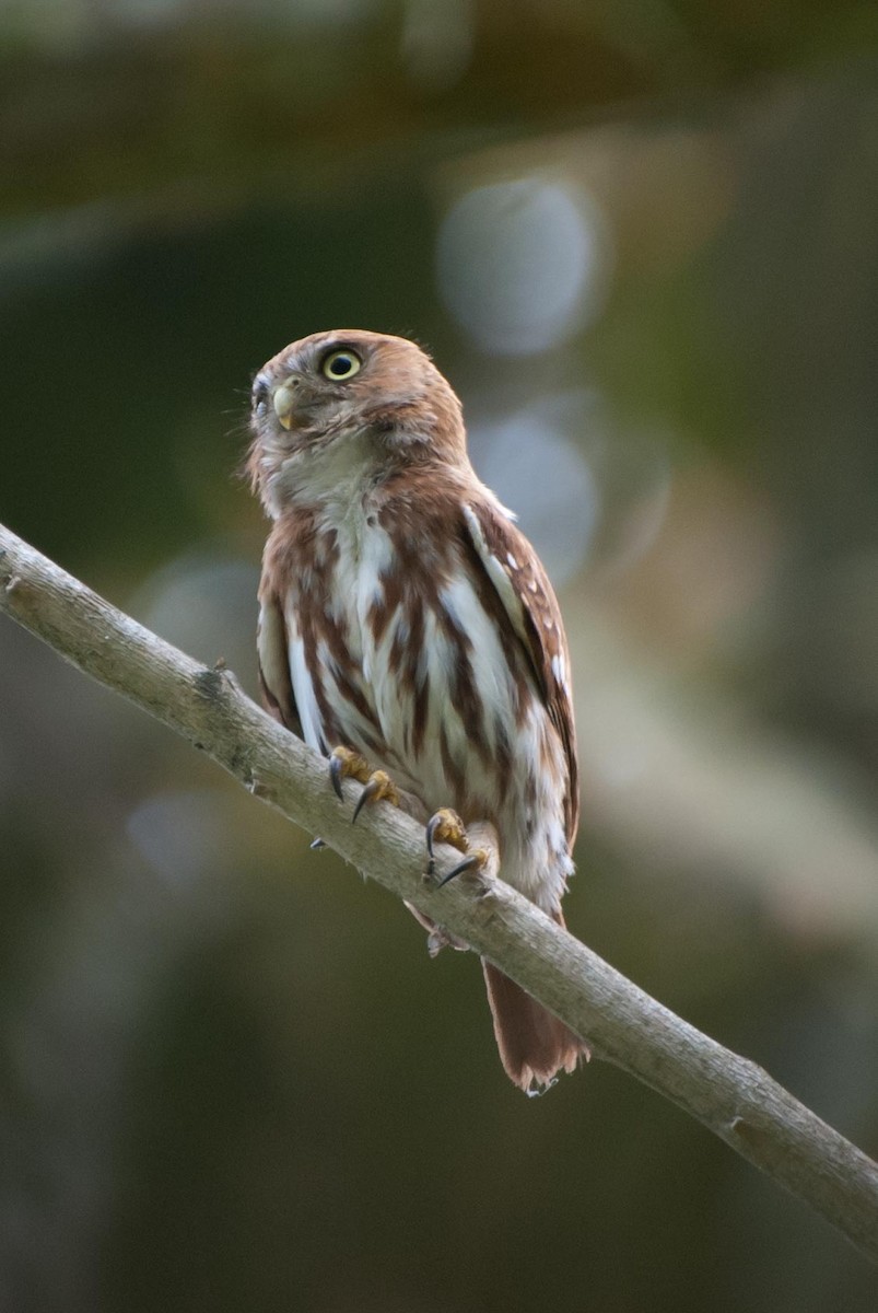 Peruvian Pygmy-Owl - Keith Bowers