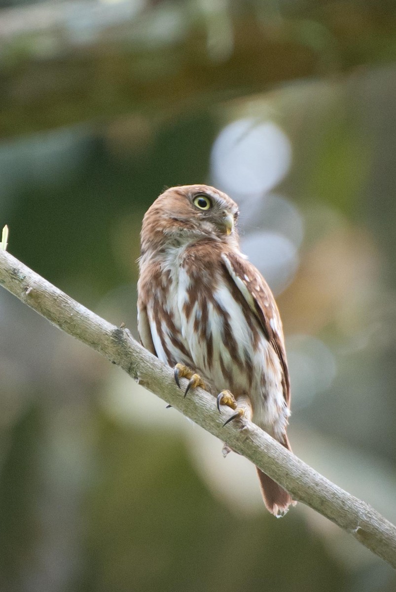 Peruvian Pygmy-Owl - Keith Bowers