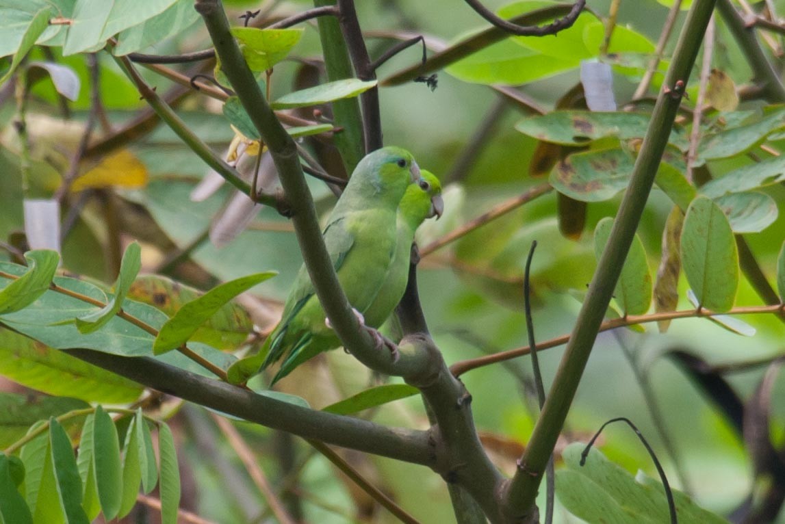 Pacific Parrotlet - Keith Bowers