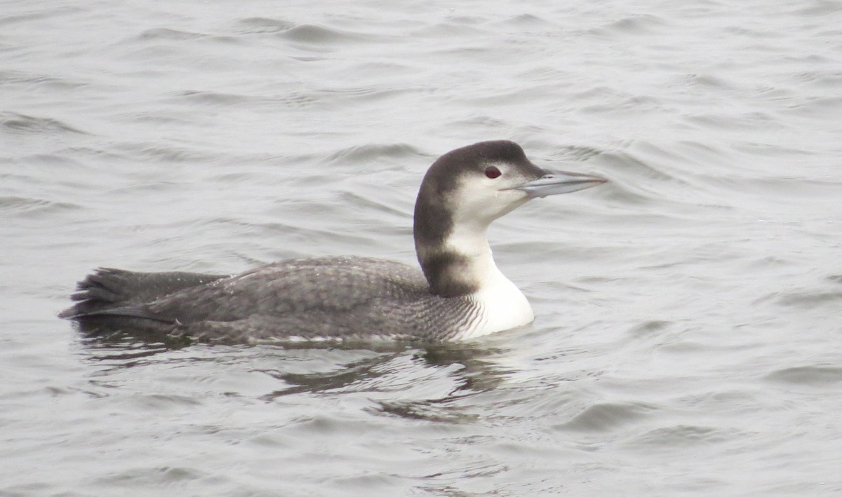 Common Loon - James Hirtle