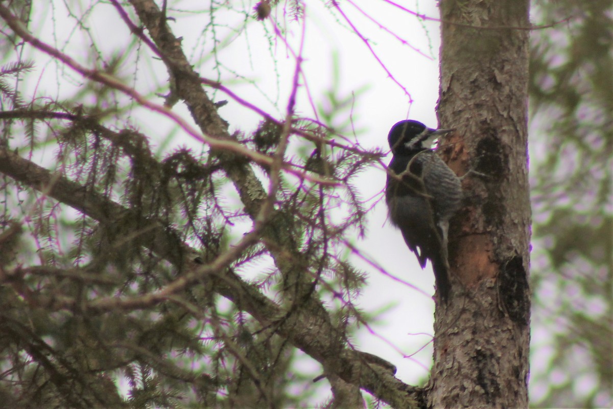 Black-backed Woodpecker - Alex Sundvall