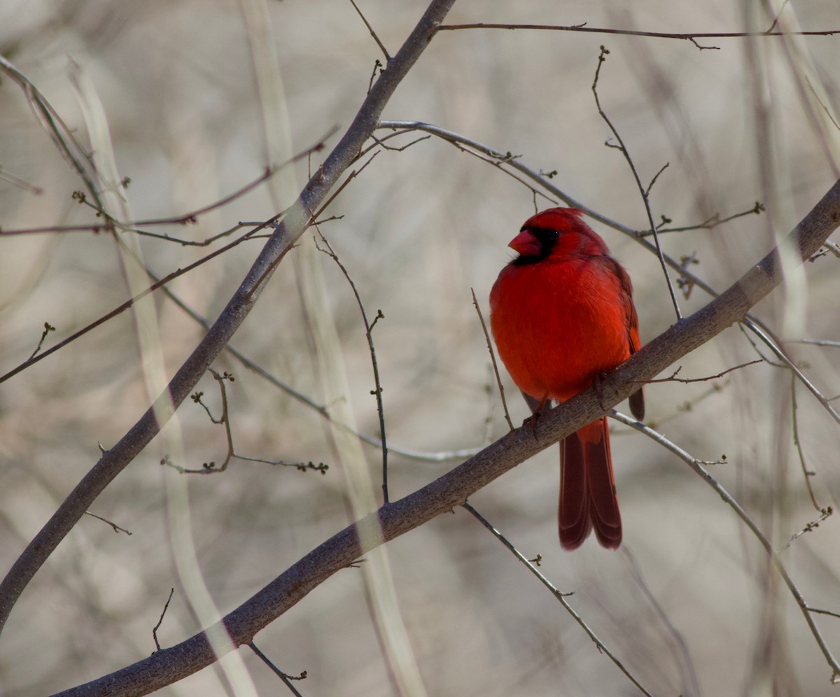 Northern Cardinal - John Gluth