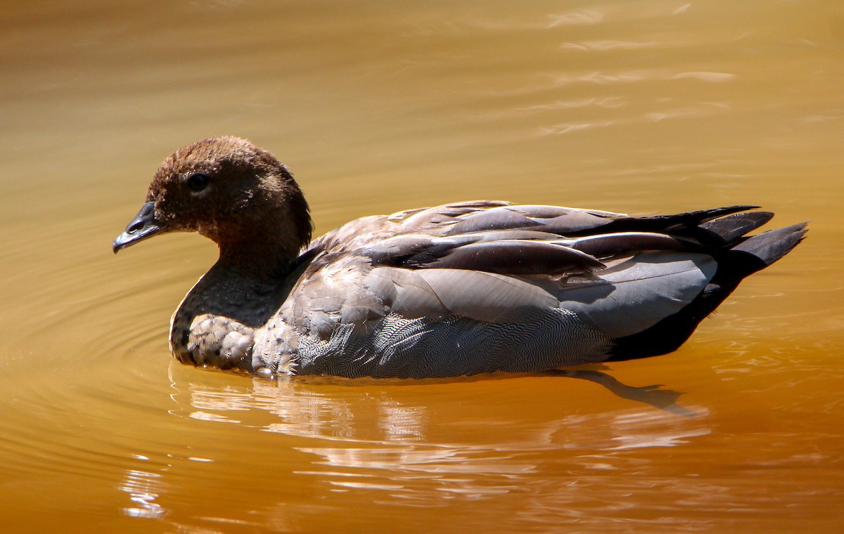 Maned Duck - Sandra Gallienne
