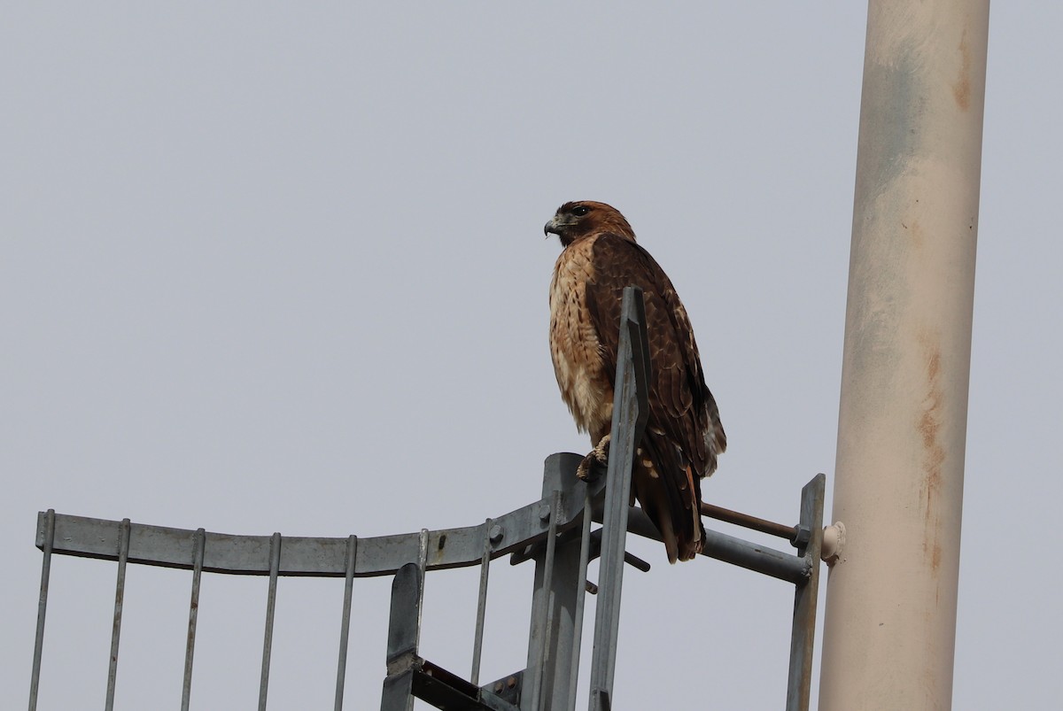 Red-tailed Hawk - ML89567671