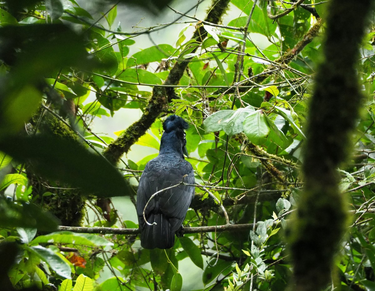 Amazonian Umbrellabird - ML89569301