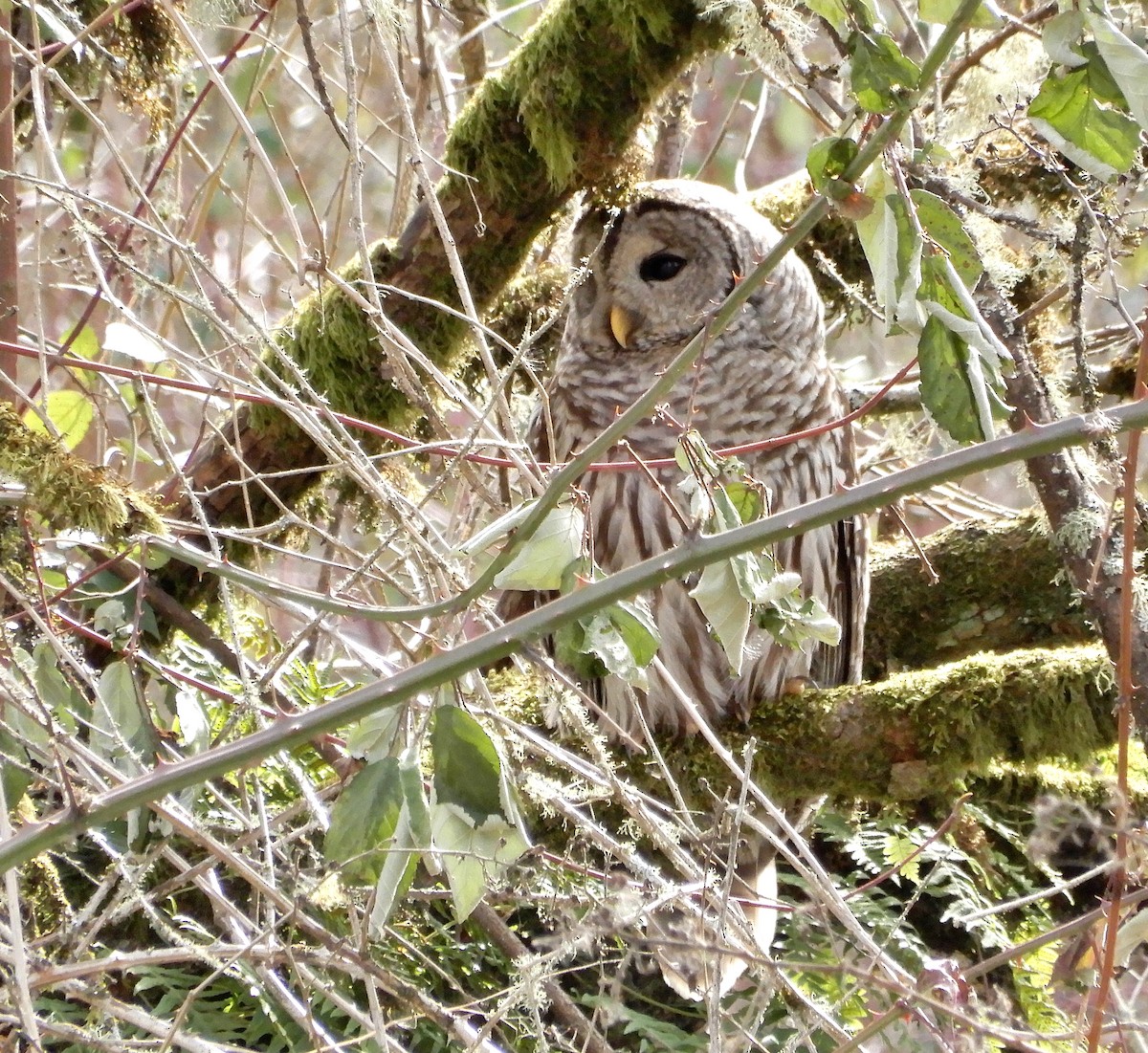 Barred Owl - ML89572511